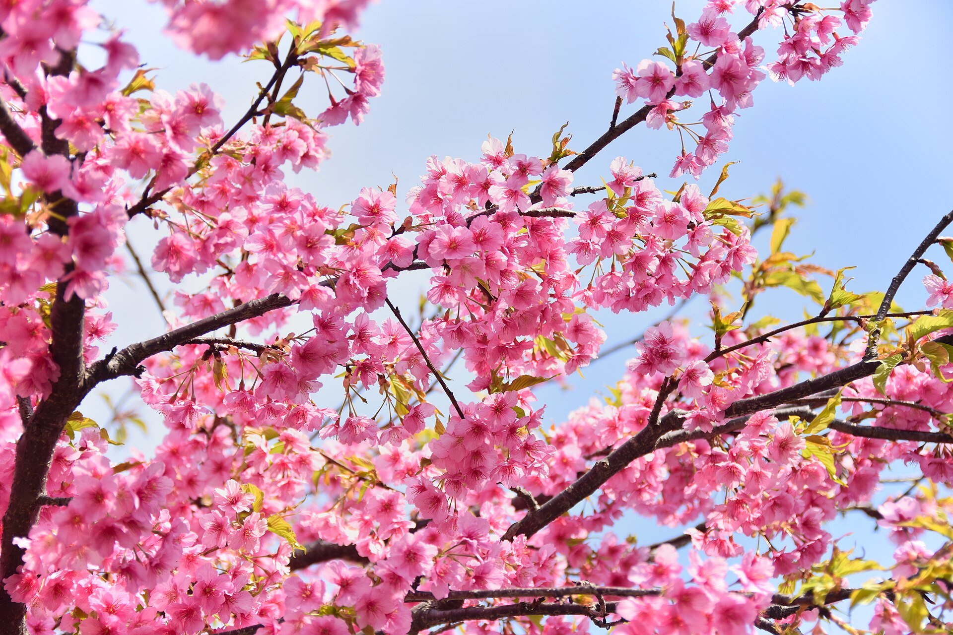 ดอกคาวาซุซากุระสีชมพูสดเต็มกิ่ง ที่เมืองคาวาซุ