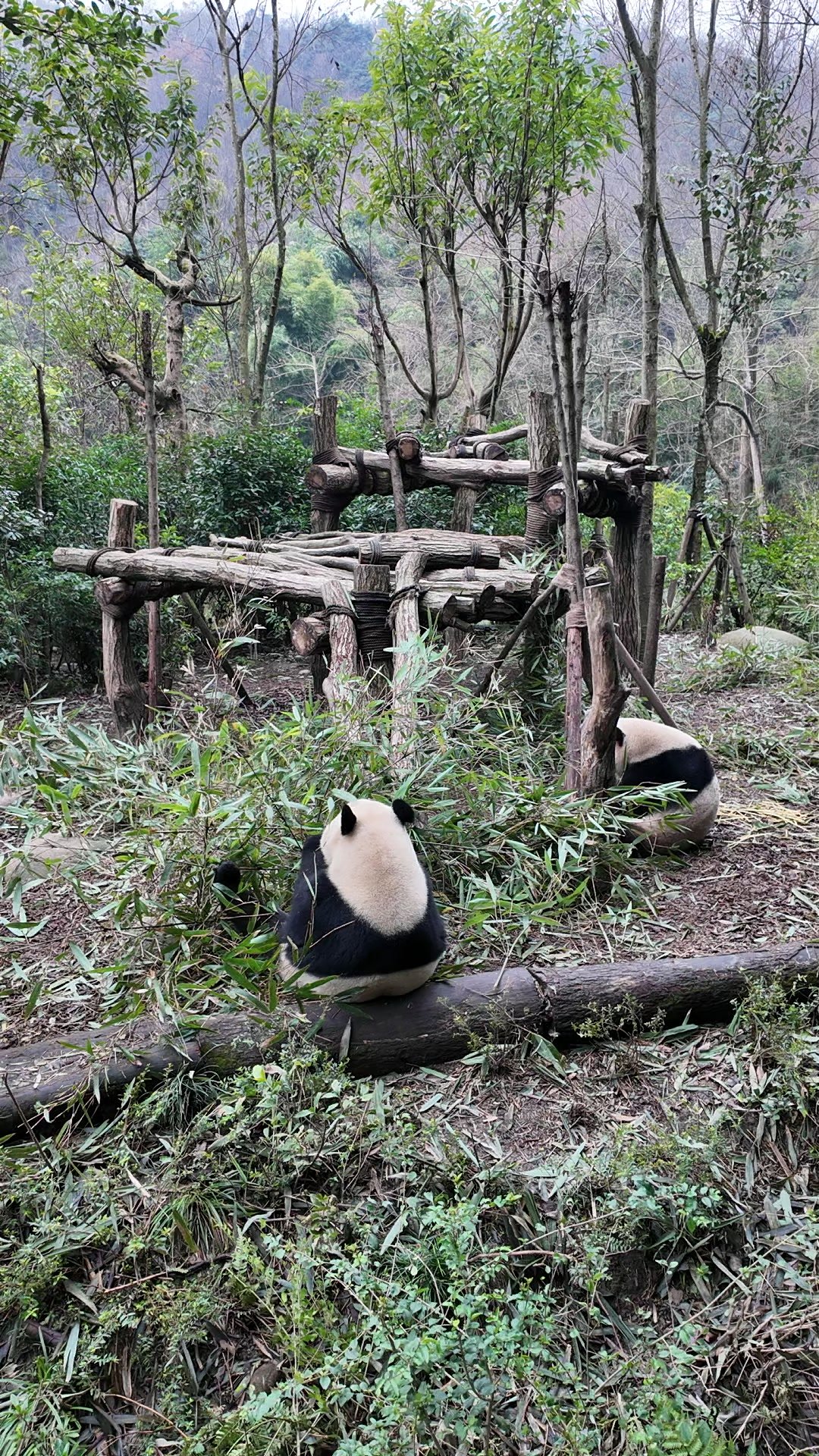 แพนด้ายักษ์สองตัวที่พันด้าวัลเลย์ ตูเจียงเยี่ยน นอกเมืองเฉิงตู