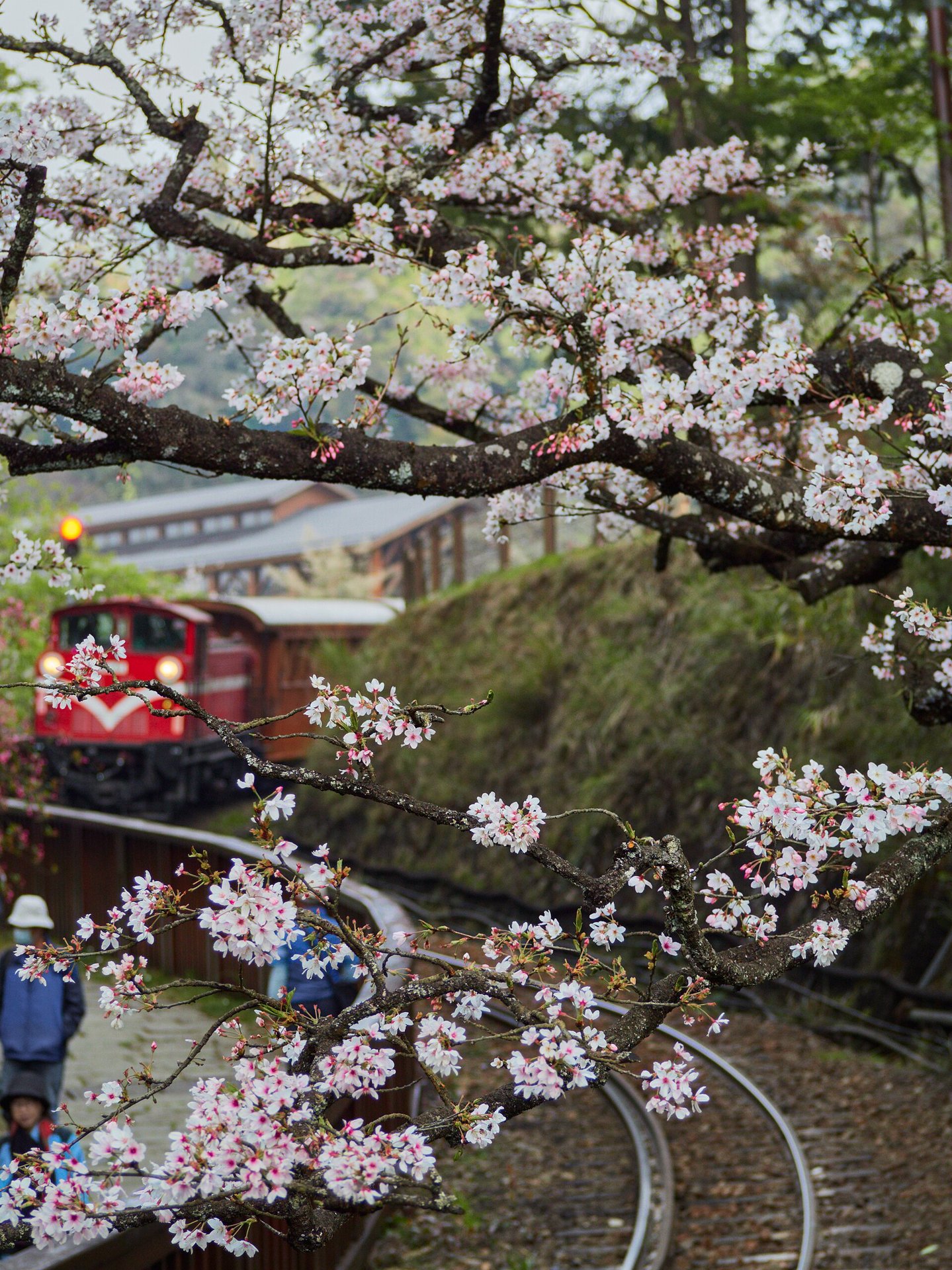 รถไฟอาลีซานท่ามกลางซากุระ